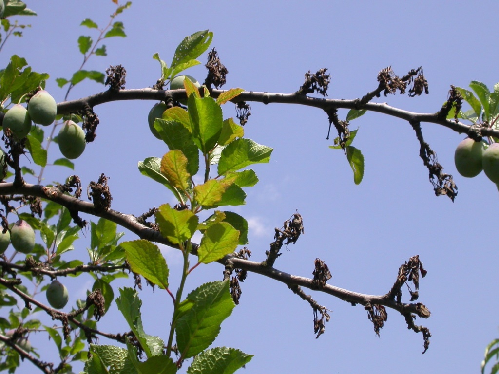 Blüten moniliaMU.JPG